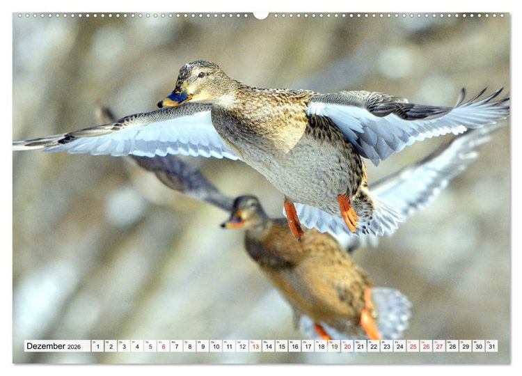 Produktbild: Enten. Bezaubernde und beliebte Schwimmer (Wandkalender 2026 DIN A2 quer), CALVENDO Monatskalender