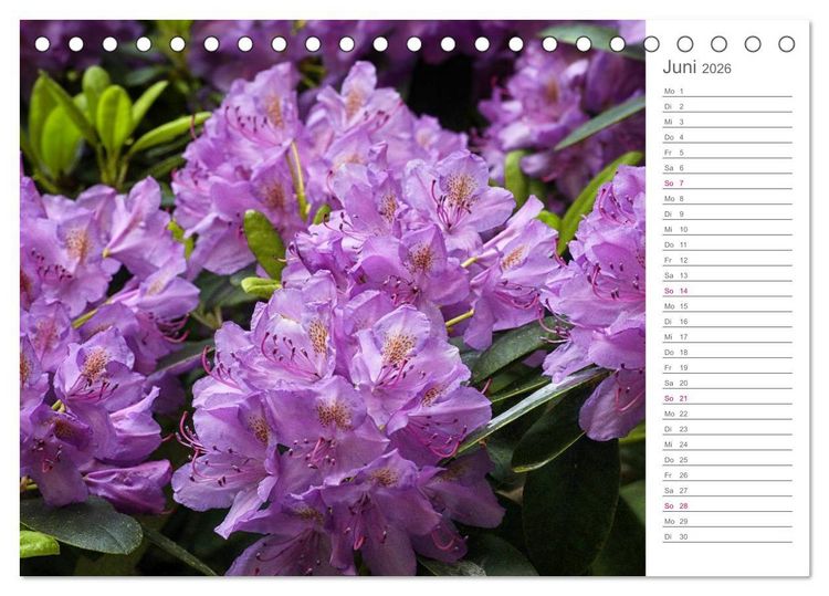 Produktbild: Rhododendron Sch&ouml;nheiten im Garten (Tischkalender 2026 DIN A5 quer), CALVENDO Monatskalender