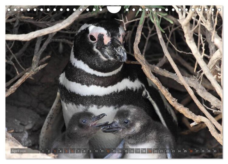 Produktbild: Pinguine in Patagonien (Wandkalender 2026 DIN A4 quer), CALVENDO Monatskalender