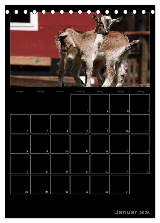 Produktbild: Zwergziegen (Tischkalender 2026 DIN A5 hoch), CALVENDO Monatskalender
