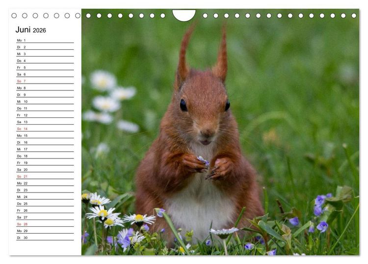 Produktbild: Mit dem Eichh&ouml;rnchen durchs Jahr (Wandkalender 2026 DIN A4 quer), CALVENDO Monatskalender