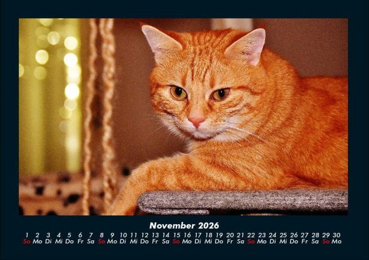 Produktbild: Katzen 2026 Fotokalender DIN A4