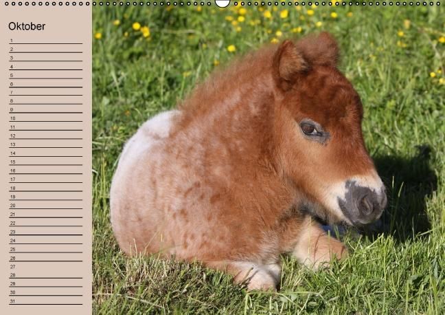 Produktbild: Der Fohlen-Geburtstagskalender (Wandkalender immerw&auml;hrend DIN A2 quer)