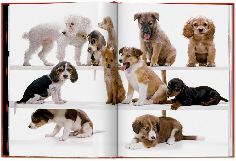 Produktbild: Walter Chandoha. Dogs. Photographs 1941&ndash;1991