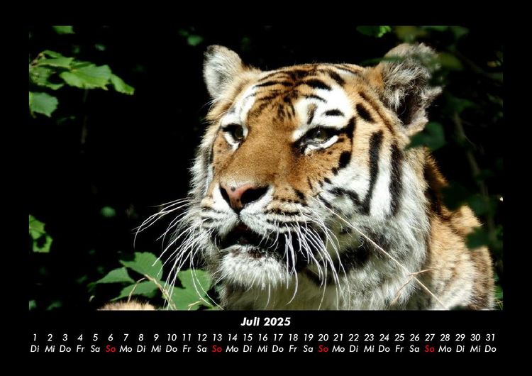 Produktbild: Tiger 2025 Fotokalender DIN A3