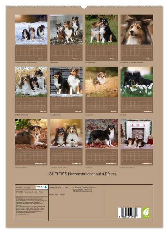 Produktbild: SHELTIES Herzensbrecher auf 4 Pfoten (hochwertiger Premium Wandkalender 2026 DIN A2 hoch), Kunstdruck in Hochglanz
