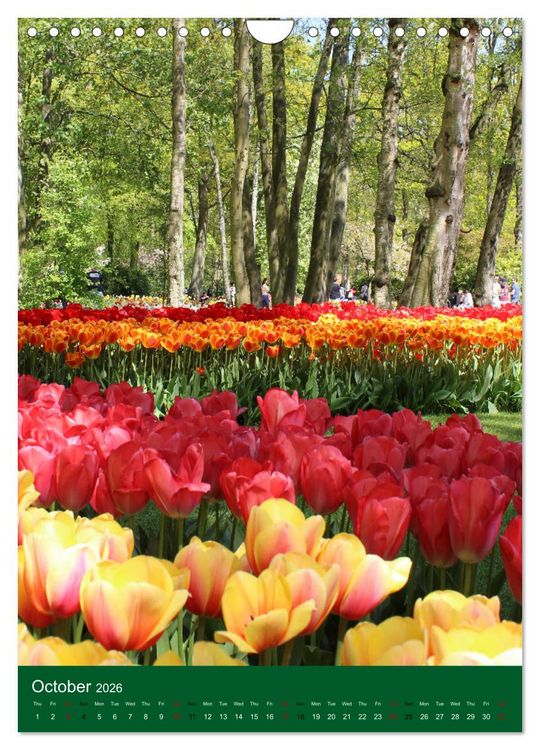 Produktbild: Dutch Tulips (Wall Calendar 2026 DIN A4 portrait), CALVENDO 12 Month Wall Calendar
