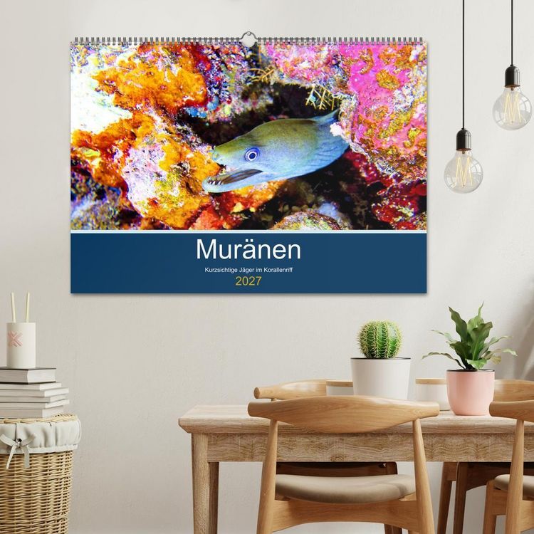 Produktbild: Mur&auml;nen - Kurzsichtige J&auml;ger im Korallenriff (Wandkalender 2027 DIN A2 quer), CALVENDO Monatskalender