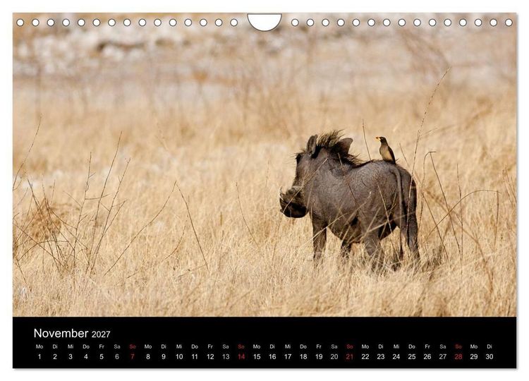 Produktbild: Wildlife Namibia (Wandkalender 2027 DIN A4 quer), CALVENDO Monatskalender