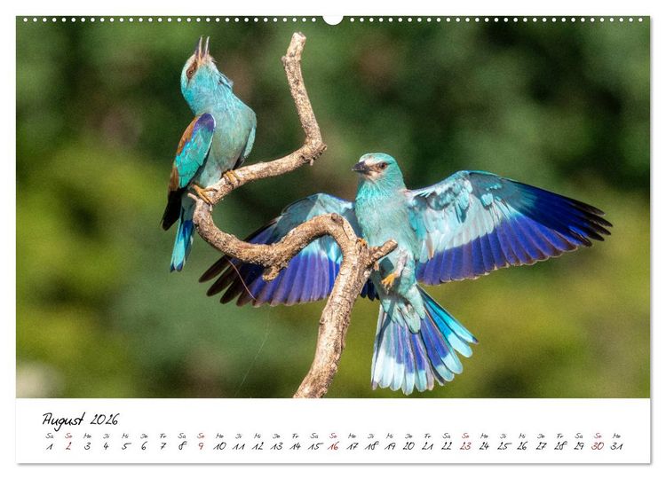 Produktbild: Heimische Vogelwelt (hochwertiger Premium Wandkalender 2026 DIN A2 quer), Kunstdruck in Hochglanz