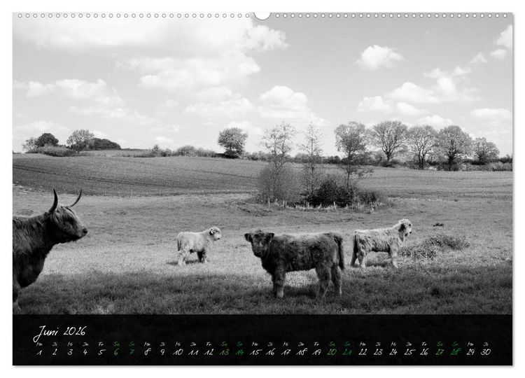 Produktbild: Highland Cattle vom Nordlicht - Faszination Hochland Rind (Wandkalender 2026 DIN A2 quer), CALVENDO Monatskalender