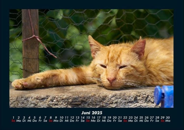 Produktbild: F&uuml;r Katzenfreunde 2025 Fotokalender DIN A4