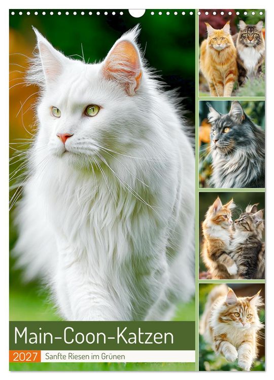 Produktbild: Main-Coon-Katzen. Sanfte Riesen im Gr&uuml;nen (Wandkalender 2027 DIN A3 hoch), CALVENDO Monatskalender