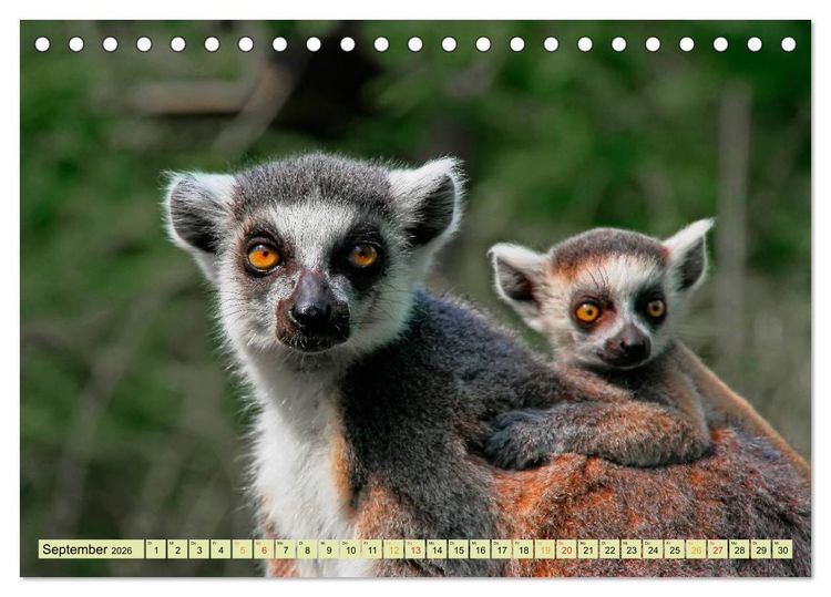 Produktbild: Affen - Affenkinder (Tischkalender 2026 DIN A5 quer), CALVENDO Monatskalender
