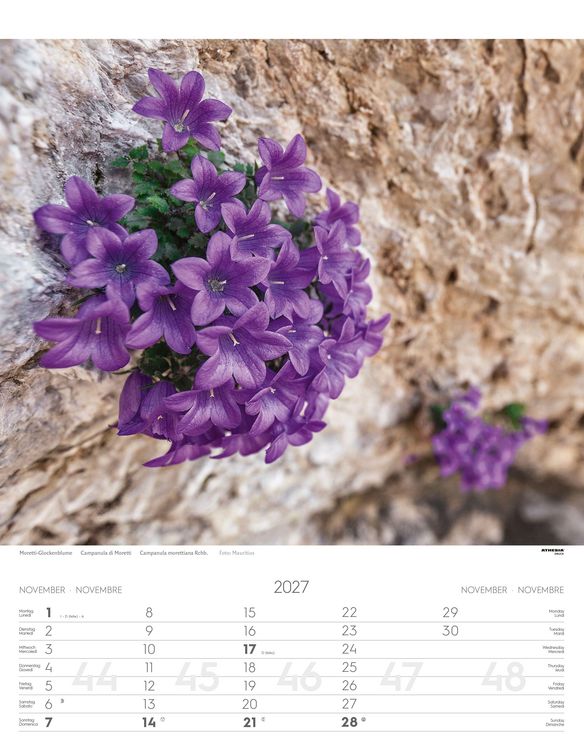 Produktbild: Alpenblumen Kalender 2027
