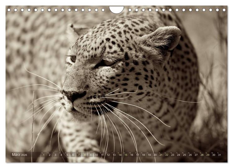 Produktbild: Botswana &ndash; Impressionen aus Afrika (Wandkalender 2026 DIN A4 quer), CALVENDO Monatskalender