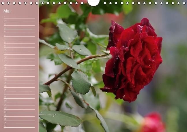 Produktbild: Zarte Sch&ouml;nheiten - Rosen (Wandkalender immerw&auml;hrend DIN A4 quer)