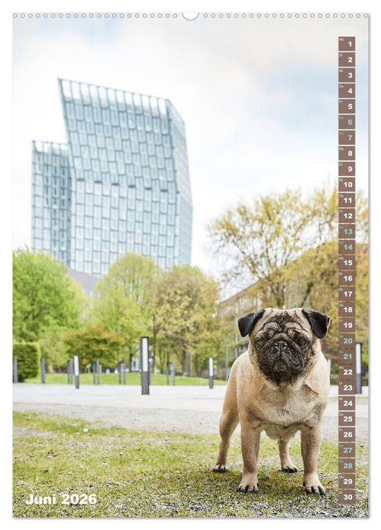 Produktbild: M&ouml;pse in Hamburg (hochwertiger Premium Wandkalender 2026 DIN A2 hoch), Kunstdruck in Hochglanz