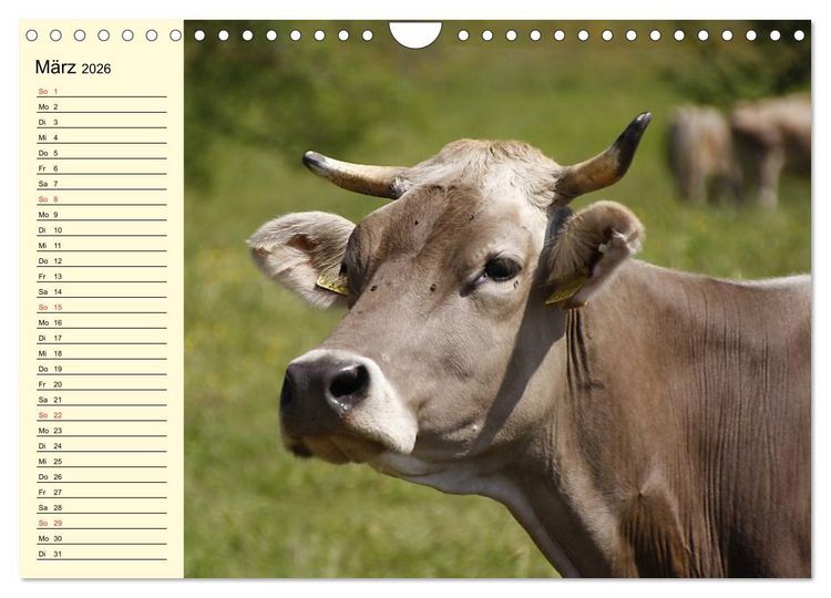 Produktbild: Gl&uuml;ckliche K&uuml;he auf saftigen Wiesen (Wandkalender 2026 DIN A4 quer), CALVENDO Monatskalender