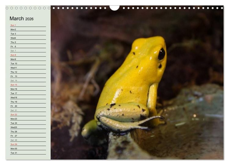 Produktbild: Poison dart frogs / UK-Version / Birthday Calendar (Wall Calendar 2026 DIN A3 landscape), CALVENDO 12 Month Wall Calendar