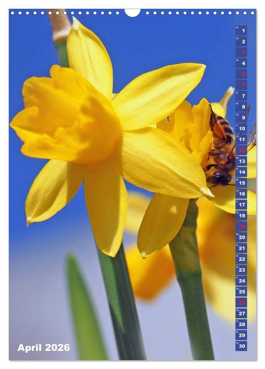 Produktbild: Blossom Love, von Bienen und Hummeln (Wandkalender 2026 DIN A3 hoch), CALVENDO Monatskalender