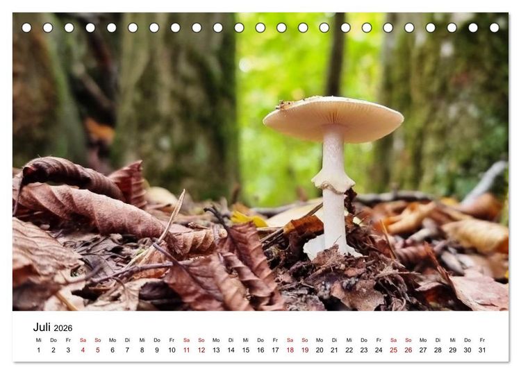 Produktbild: Pilze - Geheimnisvolle Herrscher der W&auml;lder (Tischkalender 2026 DIN A5 quer), CALVENDO Monatskalender