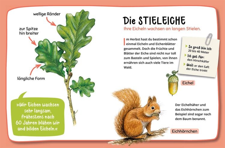 Produktbild: Mein erster Naturf&uuml;hrer, Welcher Baum ist das?
