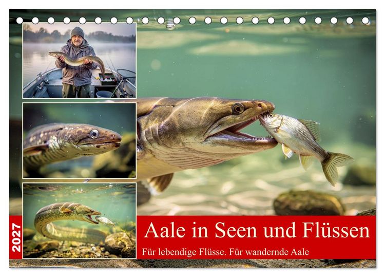 Produktbild: Aale in Seen und Fl&uuml;ssen (Tischkalender 2027 DIN A5 quer), CALVENDO Monatskalender