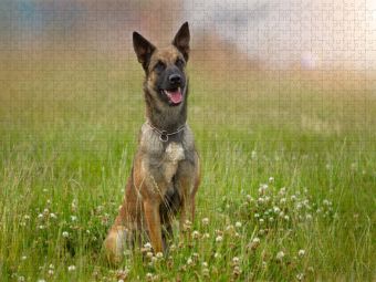 Produktbild: CALVENDO Puzzle Ein Motiv aus dem Kalender Traumhund Malinois | 2000 Teile Lege-Gr&ouml;&szlig;e 90x67cm Foto-Puzzle f&uuml;r gl&uuml;ckliche Stunden