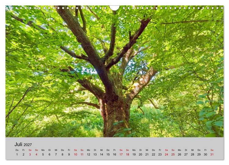 Produktbild: Biosph&auml;renreservat Schaalsee (Wandkalender 2027 DIN A3 quer), CALVENDO Monatskalender