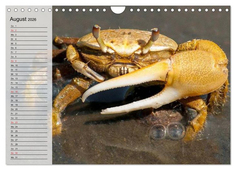 Produktbild: Krabben. Witzige Monster (Wandkalender 2026 DIN A4 quer), CALVENDO Monatskalender