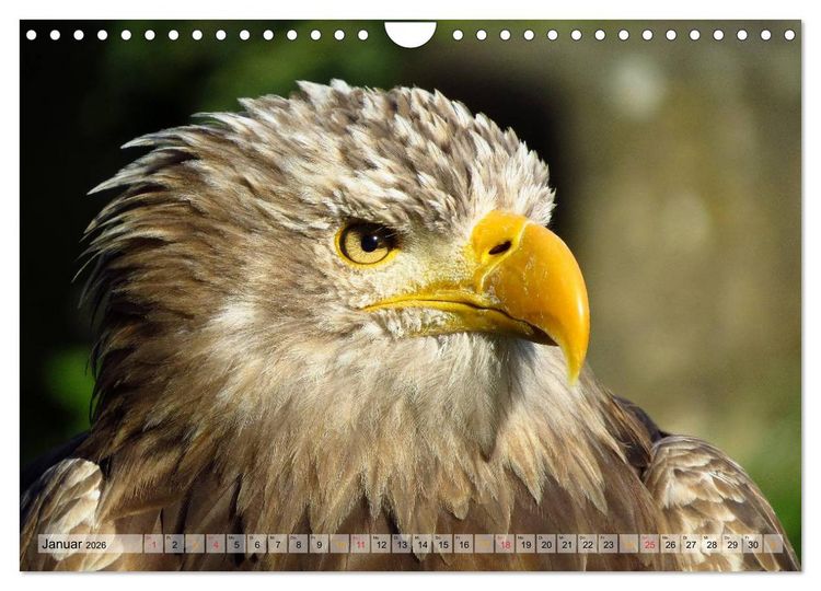 Produktbild: Majest&auml;tische Greifv&ouml;gel (Wandkalender 2026 DIN A4 quer), CALVENDO Monatskalender