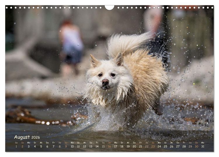 Produktbild: Mein isl&auml;ndischer Wasserhund (Wandkalender 2026 DIN A3 quer), CALVENDO Monatskalender