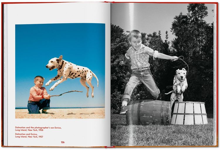 Produktbild: Walter Chandoha. Dogs. Photographs 1941&ndash;1991