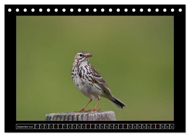 Produktbild: Niederrheinische Vogelwelt (Tischkalender 2026 DIN A5 quer), CALVENDO Monatskalender