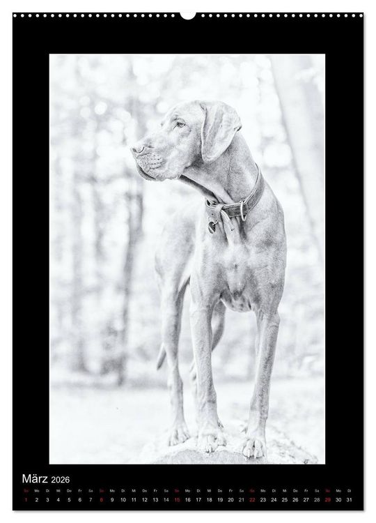 Produktbild: Vizsla-Liebe (Wandkalender 2026 DIN A2 hoch), CALVENDO Monatskalender