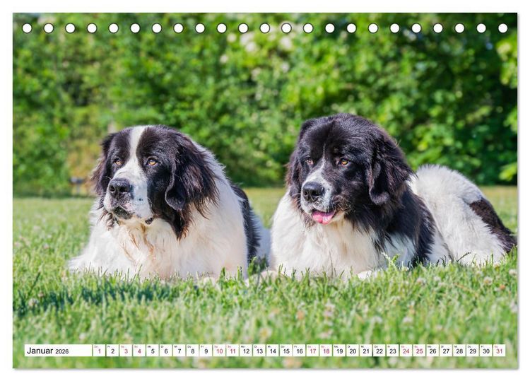 Produktbild: Traumhund Landseer (Tischkalender 2026 DIN A5 quer), CALVENDO Monatskalender