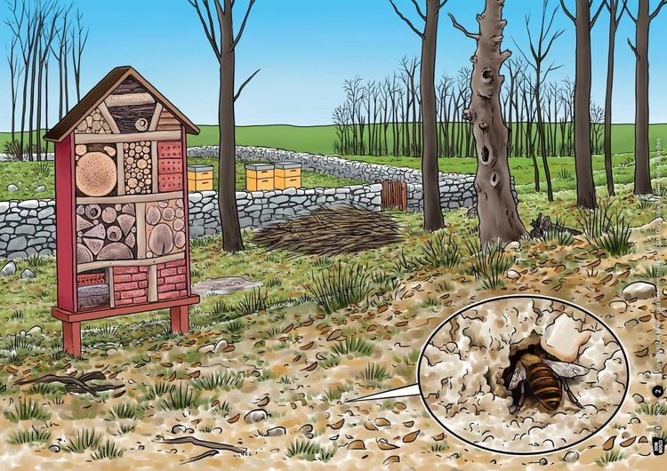 Produktbild: Von flei&szlig;igen Bienen und leckerem Honig. Kamishibai Bildkartenset