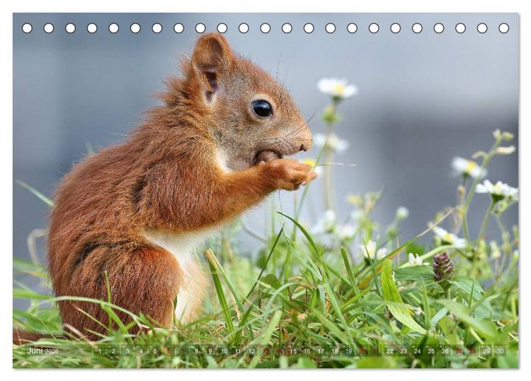 Produktbild: Eichh&ouml;rnchen Momentaufnahmen f&uuml;rs Herz (Tischkalender 2026 DIN A5 quer), CALVENDO Monatskalender