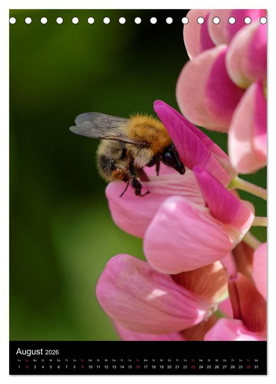 Produktbild: Bienen und Hummeln (Tischkalender 2026 DIN A5 hoch), CALVENDO Monatskalender