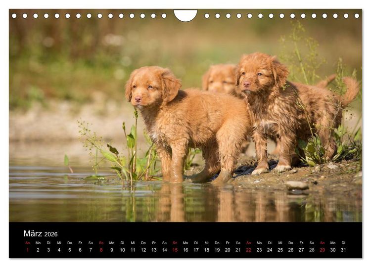Produktbild: Toller - Nova Scotia Duck Tolling Retriever (Wandkalender 2026 DIN A4 quer), CALVENDO Monatskalender