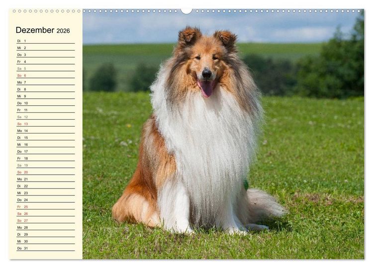 Produktbild: Collie - Mein bester Freund (Wandkalender 2026 DIN A2 quer), CALVENDO Monatskalender