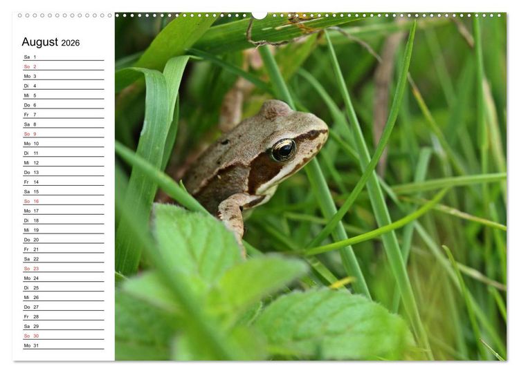 Produktbild: Amphibien und Reptilien (hochwertiger Premium Wandkalender 2026 DIN A2 quer), Kunstdruck in Hochglanz