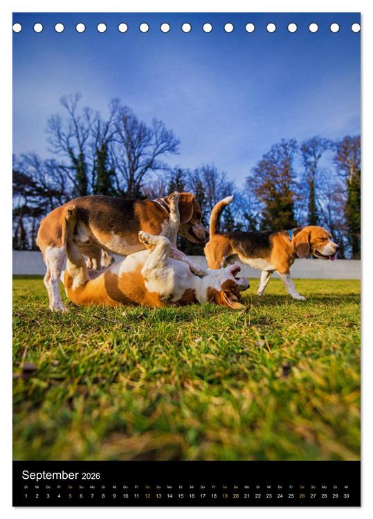 Produktbild: Beagle Action - Wilde Kuscheltiere (Tischkalender 2026 DIN A5 hoch), CALVENDO Monatskalender
