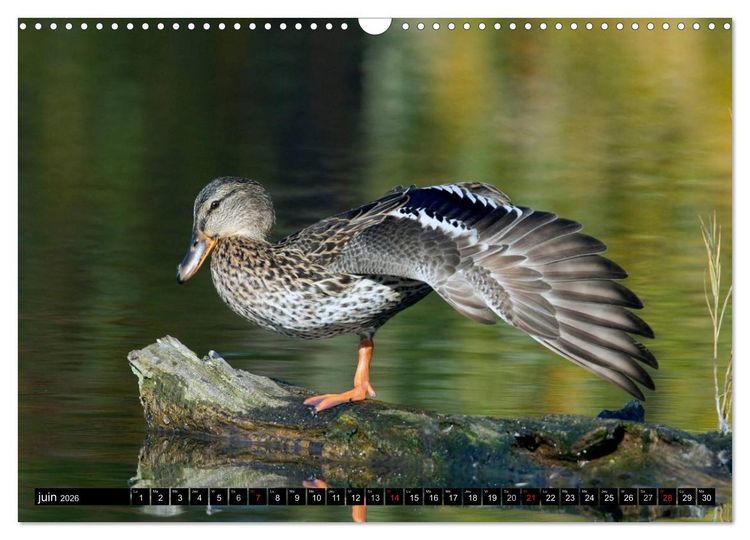 Produktbild: PLUMES L&Eacute;G&Egrave;RES. Oiseaux du Monde (Calendrier mural 2026 DIN A3 vertical), CALVENDO calendrier mensuel
