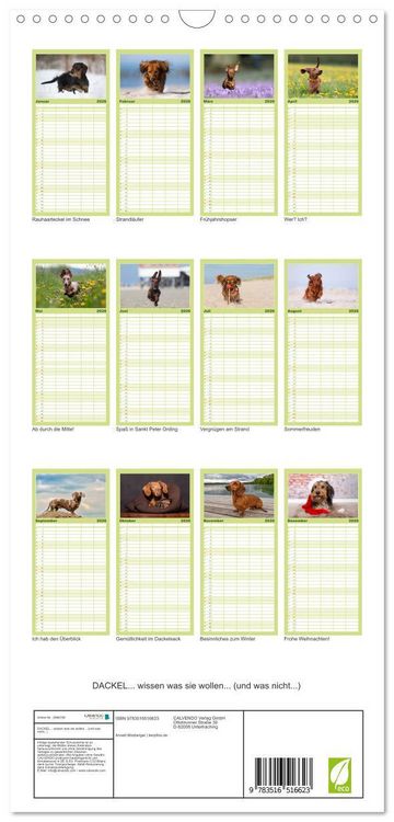 Produktbild: Familienplaner 2026 - DACKEL... wissen was sie wollen... (und was nicht...) mit 5 Spalten (Wandkalender, 21 x 45 cm) CALVENDO