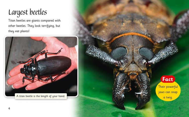 Produktbild: Beetles Around the World