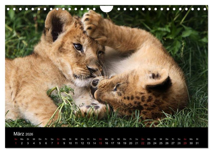Produktbild: Zoo-Kinder (Wandkalender 2026 DIN A4 quer), CALVENDO Monatskalender