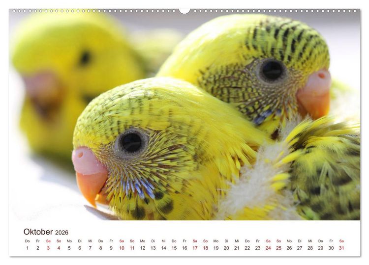 Produktbild: Wellensittiche - der NEUE Kalender (hochwertiger Premium Wandkalender 2026 DIN A2 quer), Kunstdruck in Hochglanz