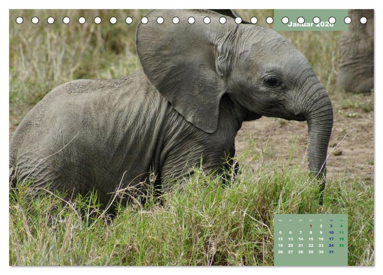 Produktbild: E wie Elefanten - verspielt und schn&uuml;ssig (Tischkalender 2026 DIN A5 quer), CALVENDO Monatskalender